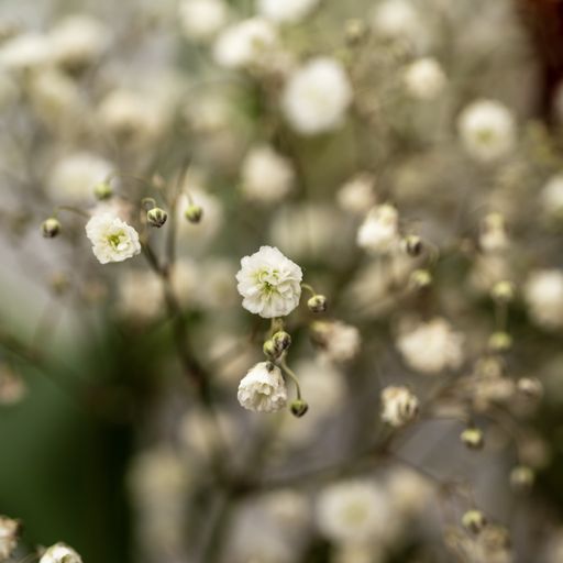 Small flowers