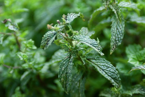 Plant closeup, Pentax